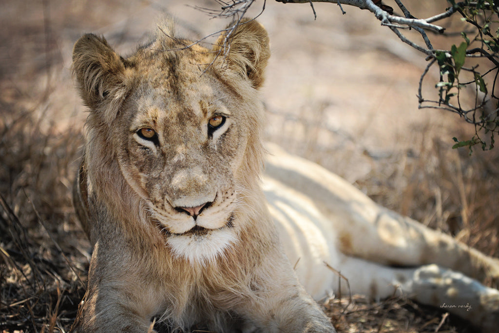 Reproduction of Lion Gaze by Sharon Vardy - Wall Decor Art