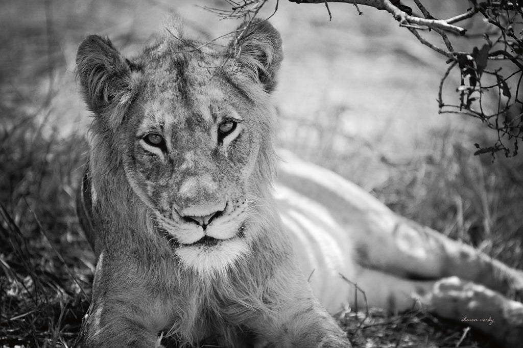 Reproduction of Lion Gaze BW by Sharon Vardy - Wall Decor Art