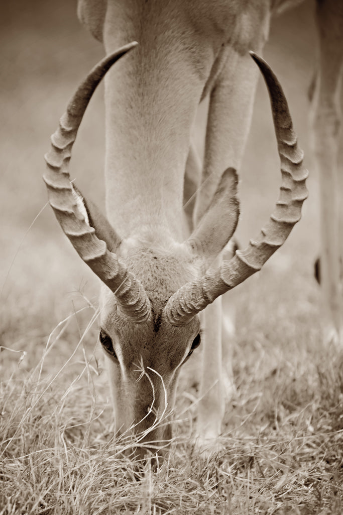 Reproduction of Impala Horns by Sharon Vardy - Wall Decor Art