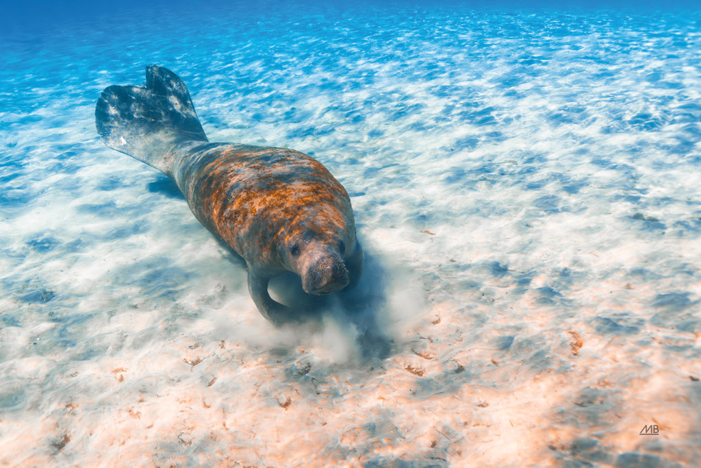 Reproduction of Manatee by Max Blakesberg Studios - Wall Decor Art