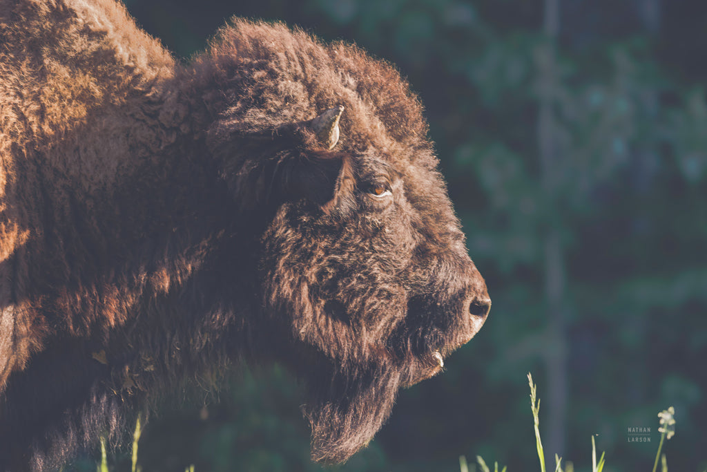 Reproduction of Bison Meditation by Nathan Larson - Wall Decor Art