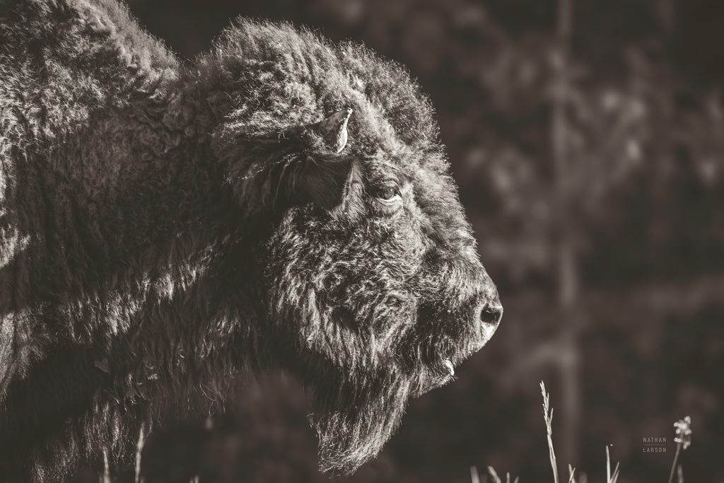 Reproduction of Bison Meditation by Nathan Larson - Wall Decor Art