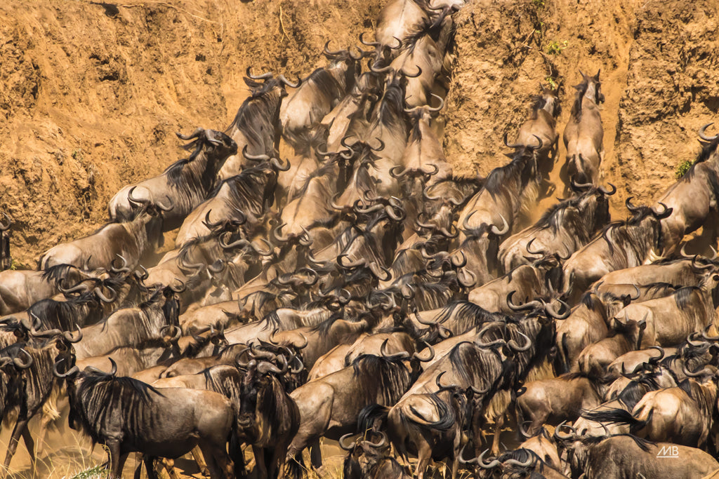 Reproduction of Kenyan Herd I by Max Blakesberg Studios - Wall Decor Art