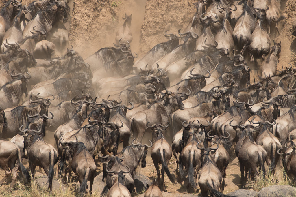 Reproduction of Kenyan Herd II by Max Blakesberg Studios - Wall Decor Art