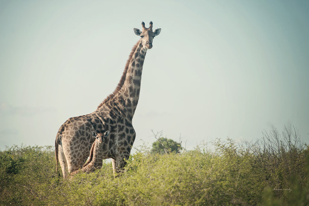 Reproduction of Giraffe and Baby by Sharon Vardy - Wall Decor Art