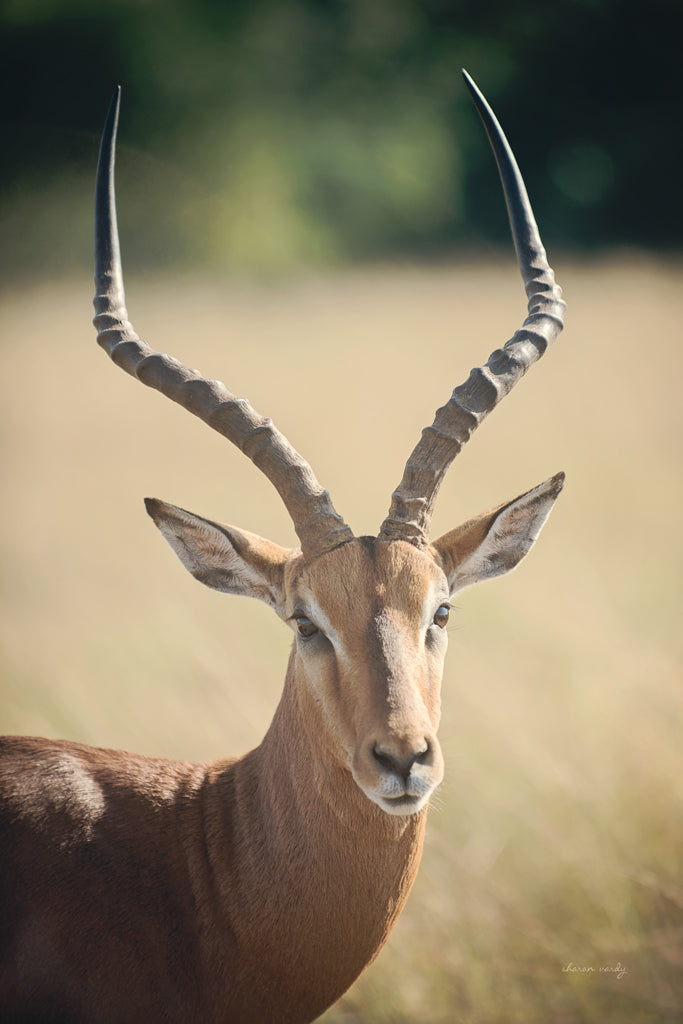 Reproduction of Impala Ram I by Sharon Vardy - Wall Decor Art