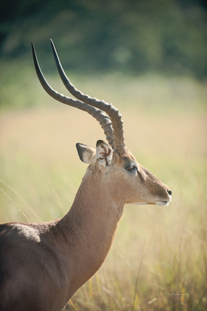 Reproduction of Impala Ram II by Sharon Vardy - Wall Decor Art