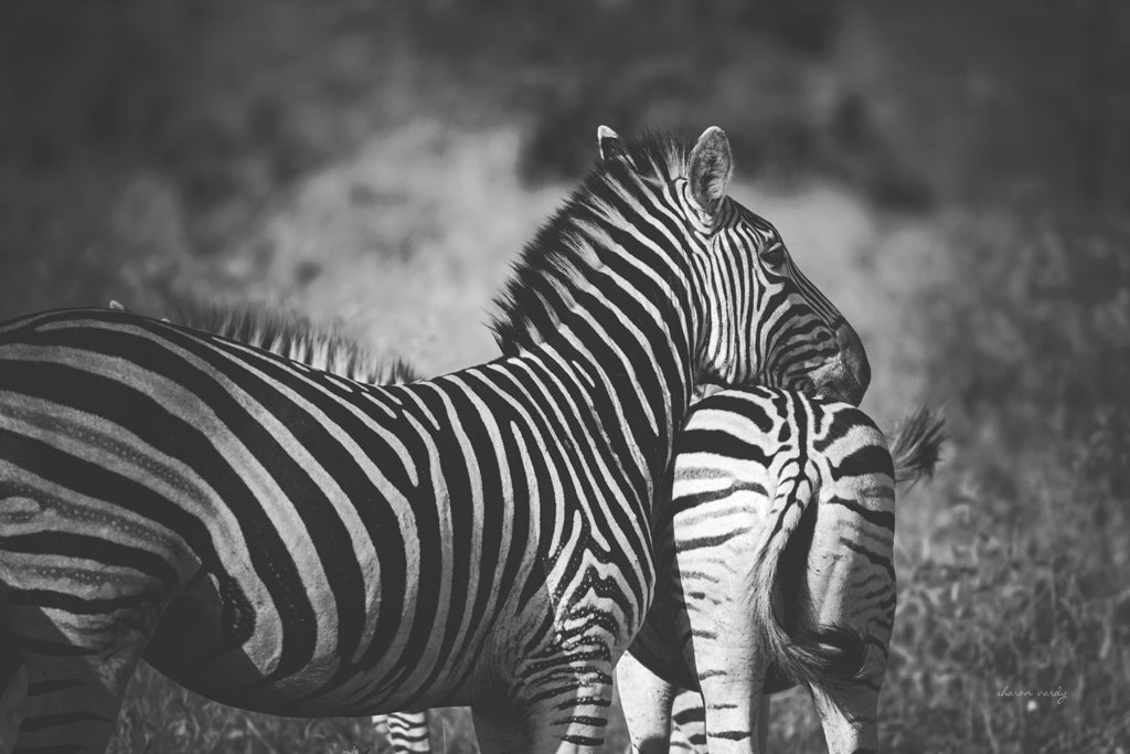 Reproduction of Zebra Love by Sharon Vardy - Wall Decor Art