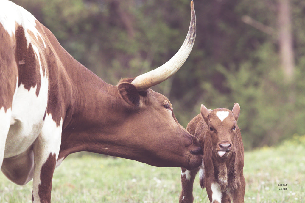 Reproduction of Longhorn Pasture Pair by Nathan Larson - Wall Decor Art