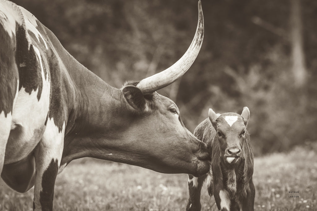 Reproduction of Longhorn Pasture Pair Sepia by Nathan Larson - Wall Decor Art