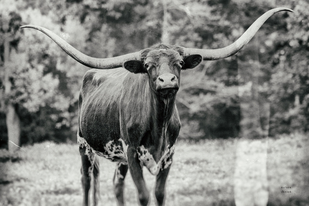 Reproduction of Longhorn Nosing Around by Nathan Larson - Wall Decor Art