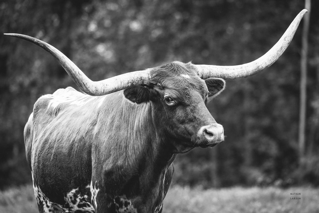 Reproduction of Longhorn Side Eye BW by Nathan Larson - Wall Decor Art