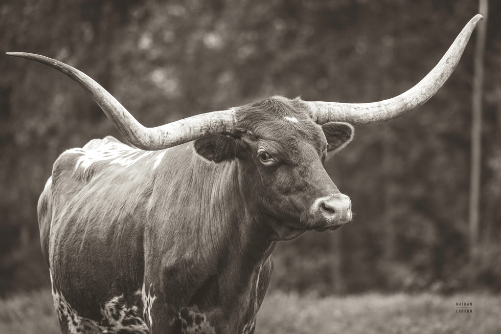 Reproduction of Longhorn Side Eye Sepia by Nathan Larson - Wall Decor Art