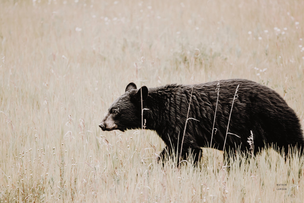 Reproduction of Black Bear in British Columbia by Nathan Larson - Wall Decor Art