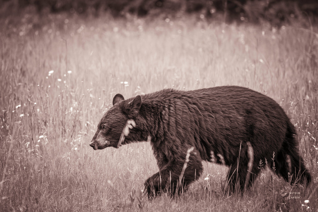 Reproduction of Black Bear in British Columbia Sepia Tones by Nathan Larson - Wall Decor Art