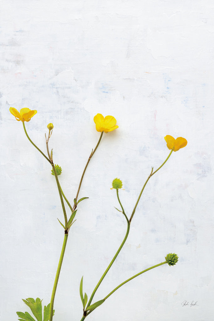 Reproduction of Three Buttercups by Deborah Revell - Wall Decor Art