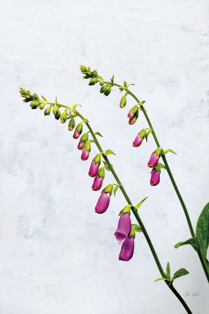 Reproduction of Bending Foxgloves by Deborah Revell - Wall Decor Art