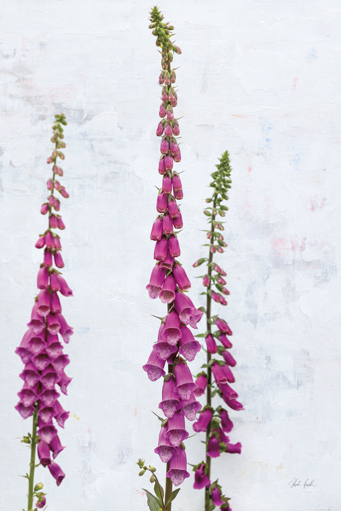 Reproduction of Foxgloves by Deborah Revell - Wall Decor Art