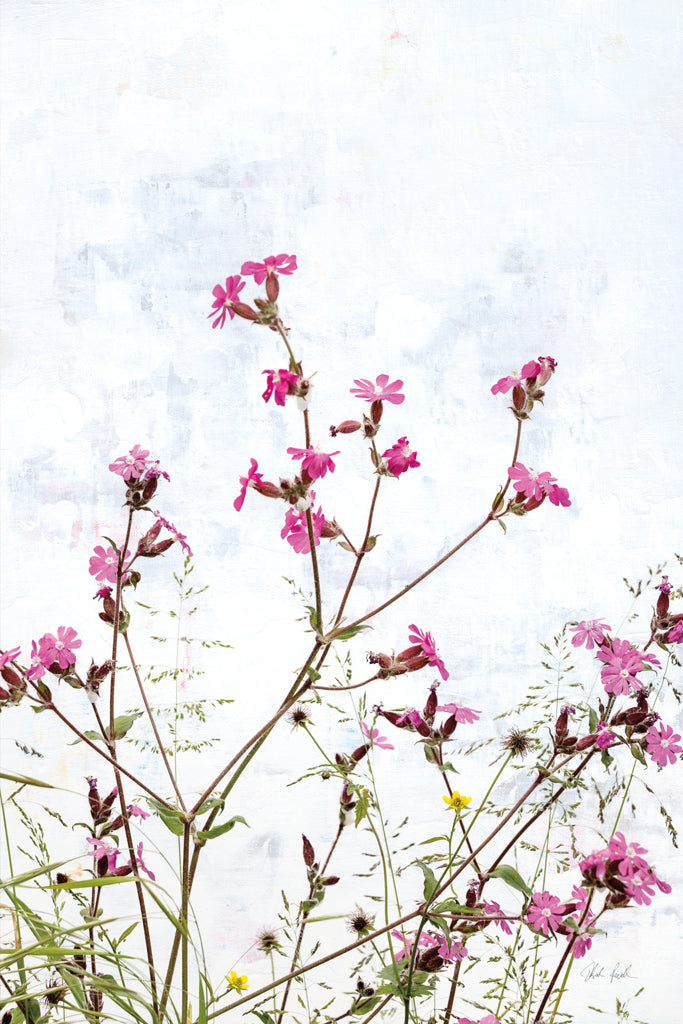 Reproduction of Pink Campion by Deborah Revell - Wall Decor Art