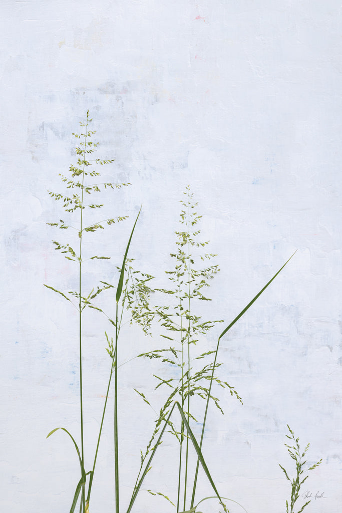 Reproduction of Yellow Oat Grass by Deborah Revell - Wall Decor Art