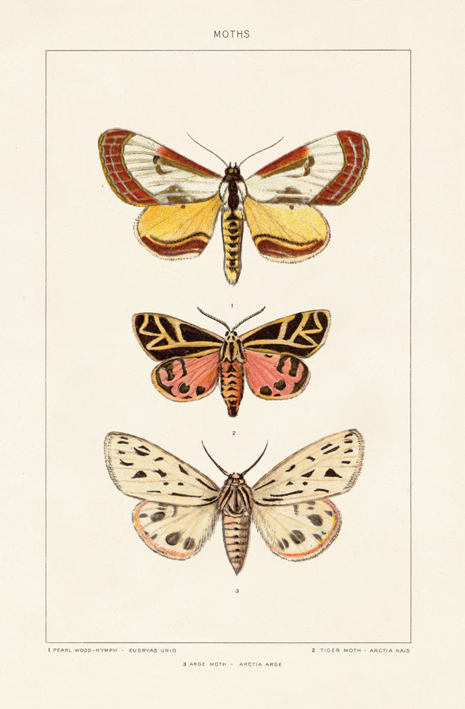 Reproduction of Vintage Moths II by Wild Apple Portfolio - Wall Decor Art