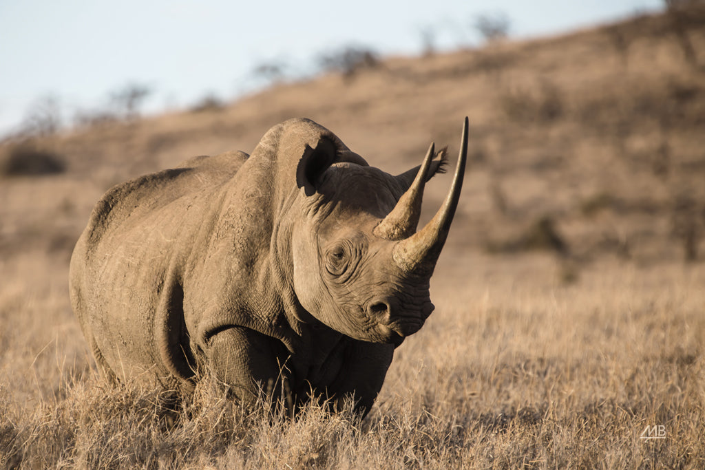 Reproduction of Kenyan Rhino by Max Blakesberg Studios - Wall Decor Art