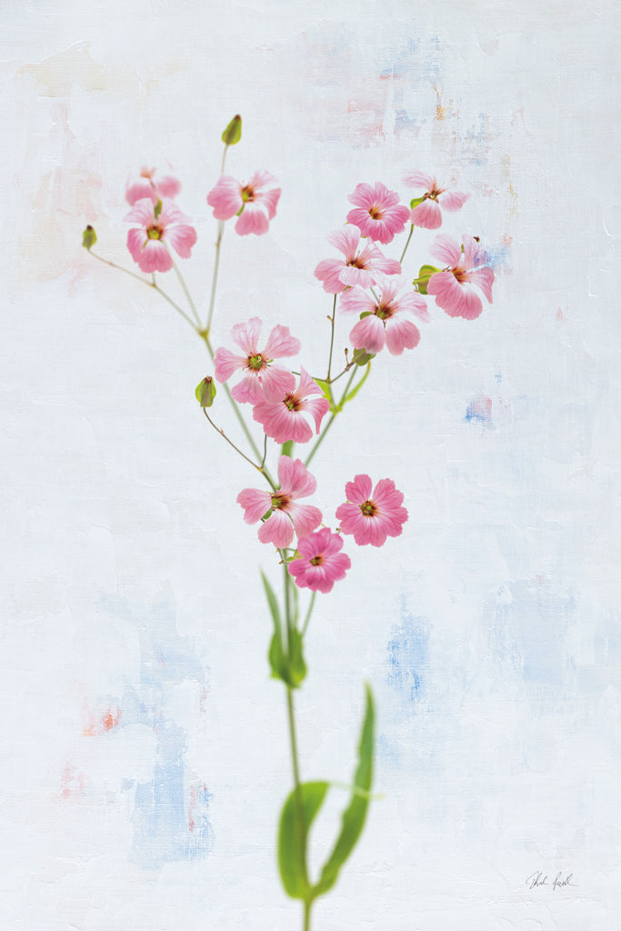 Reproduction of Wonderful Wildflowers XV by Deborah Revell - Wall Decor Art