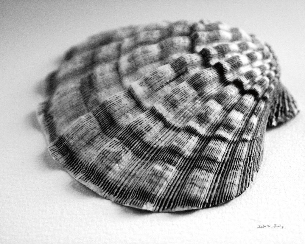 Reproduction of Scallop 3 by Debra Van Swearingen - Wall Decor Art