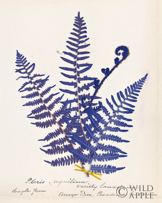 Reproduction of Botanical Fern IV Blue by Wild Apple Portfolio - Wall Decor Art