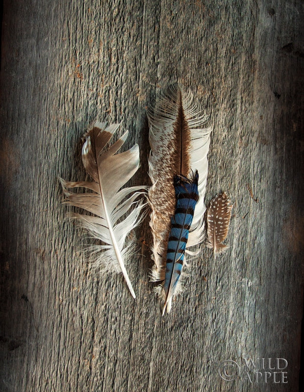 Reproduction of Feather Collection III by Sue Schlabach - Wall Decor Art