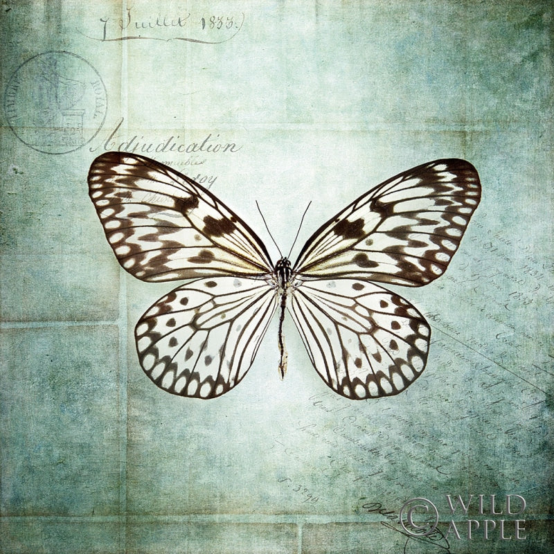 Reproduction of French Butterfly V by Debra Van Swearingen - Wall Decor Art