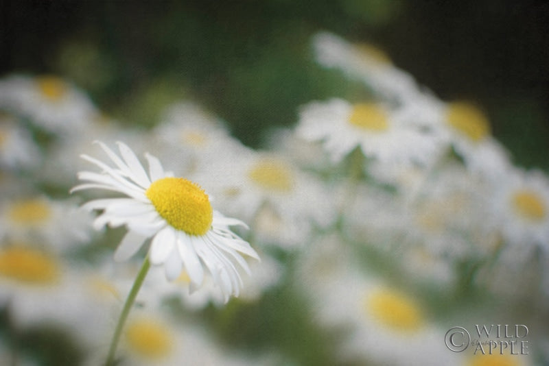 Reproduction of Daisies III by Elizabeth Urquhart - Wall Decor Art