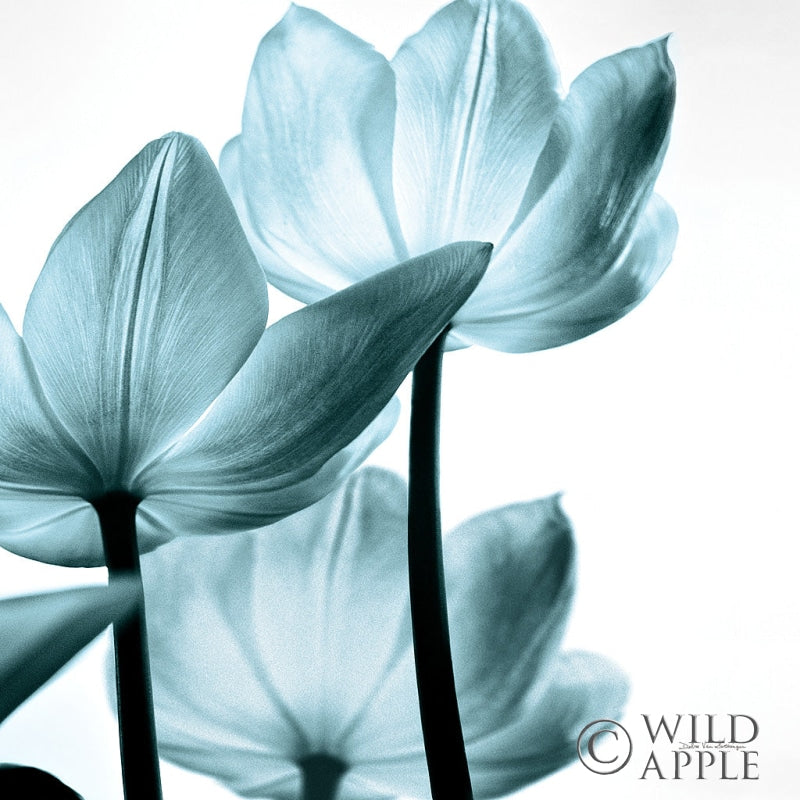 Reproduction of Translucent Tulips III Sq Aqua Crop by Debra Van Swearingen - Wall Decor Art