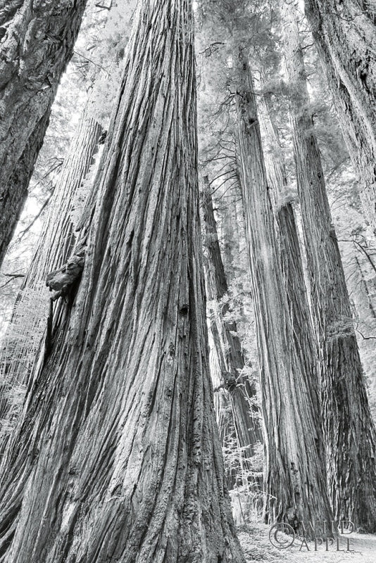 Reproduction of Redwoods Forest III BW by Alan Majchrowicz - Wall Decor Art