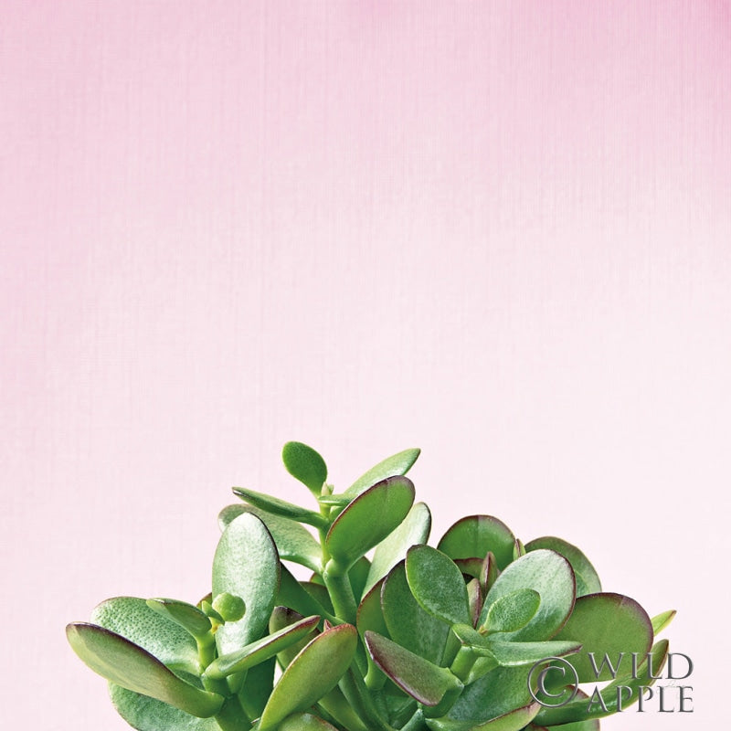 Reproduction of Succulent Simplicity III on Pink by Felicity Bradley - Wall Decor Art