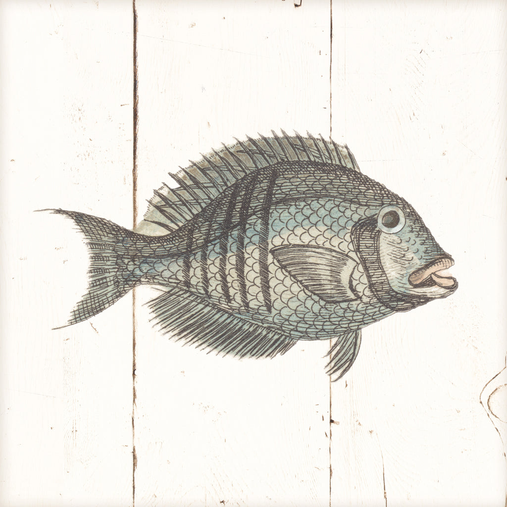 Reproduction of Fish Sketches I Shiplap by Wild Apple Portfolio - Wall Decor Art