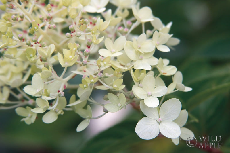 Reproduction of Hydrangea Delight III by Felicity Bradley - Wall Decor Art