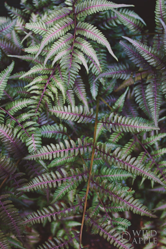 Reproduction of Funky Ferns I by Laura Marshall - Wall Decor Art