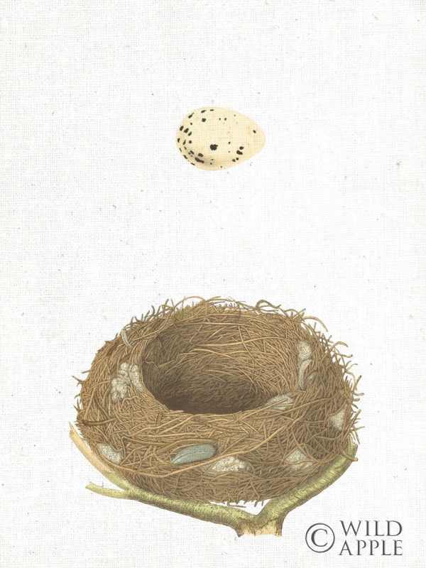 Reproduction of Spring Nest III by Moira Hershey - Wall Decor Art