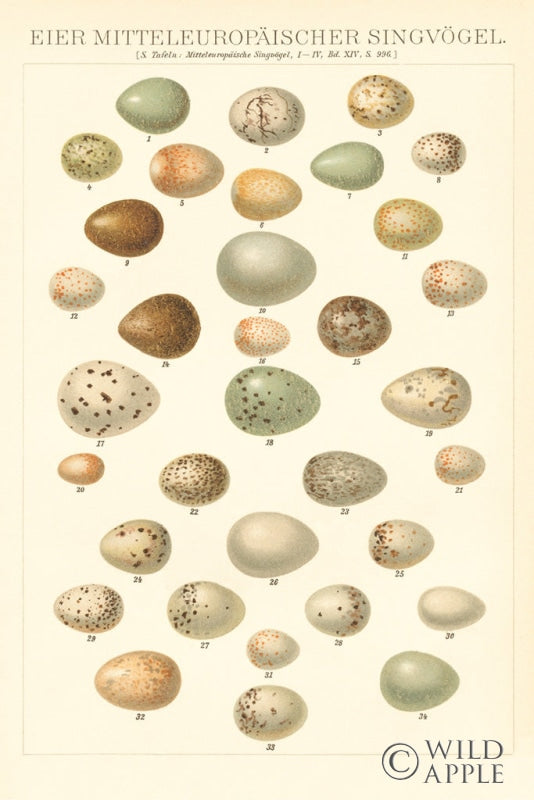 Reproduction of Songbird Egg Chart by Wild Apple Portfolio - Wall Decor Art