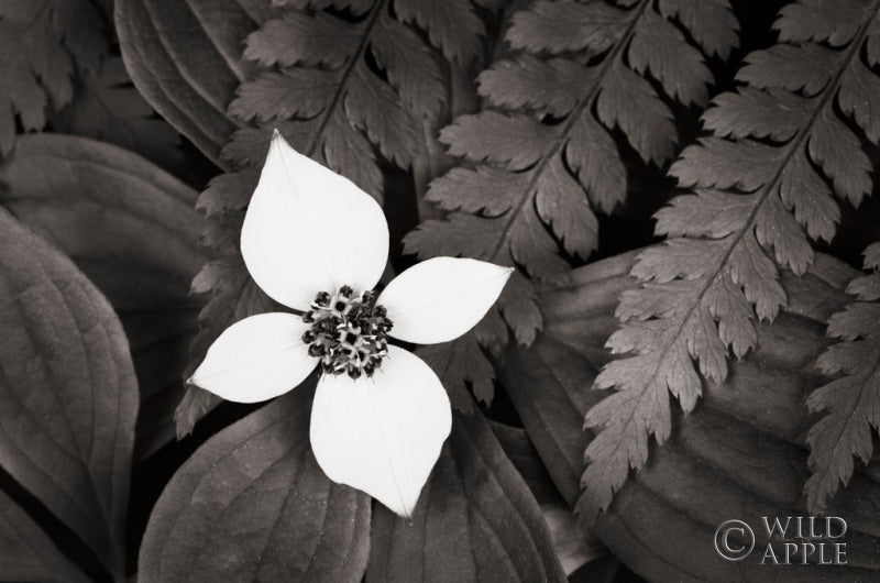 Reproduction of Bunchberry and Ferns I BW by Alan Majchrowicz - Wall Decor Art