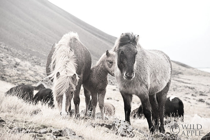 Reproduction of Horses of Hofn I BW by Laura Marshall - Wall Decor Art