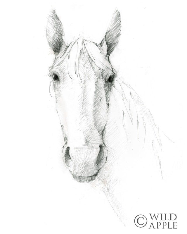 Reproduction of Horse Sketch by Avery Tillmon - Wall Decor Art