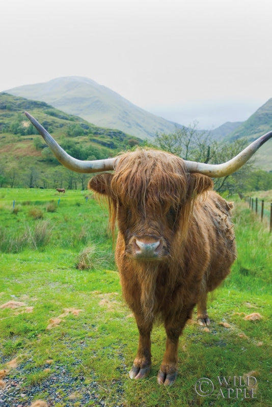 Reproduction of Scottish Highland Cattle VI by Alan Majchrowicz - Wall Decor Art