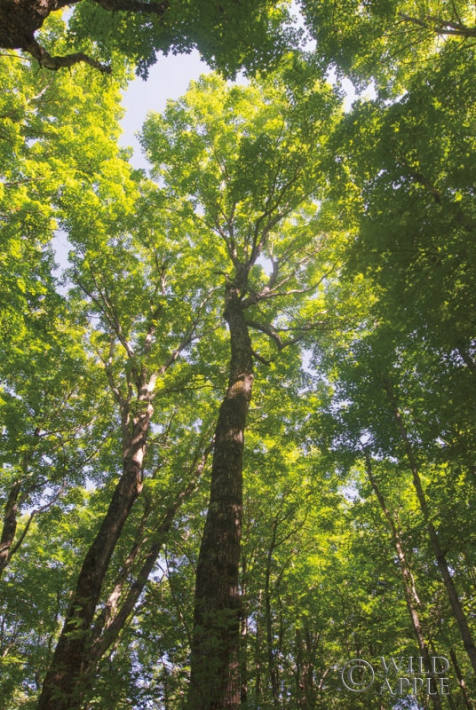 Reproduction of Hardwood Forest Canopy I by Alan Majchrowicz - Wall Decor Art