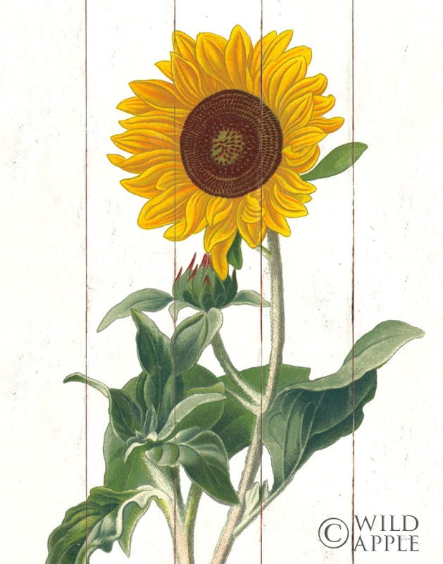 Reproduction of Cottage Sunflower by Sue Schlabach - Wall Decor Art