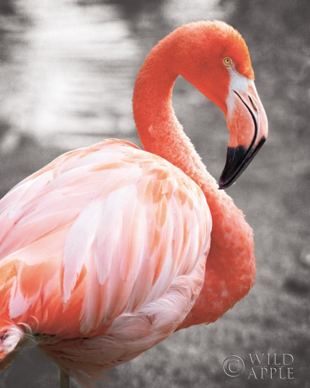 Reproduction of Flamingo I on BW by Debra Van Swearingen - Wall Decor Art