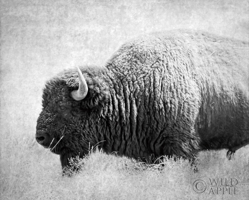 Reproduction of Buffalo II BW by Debra Van Swearingen - Wall Decor Art