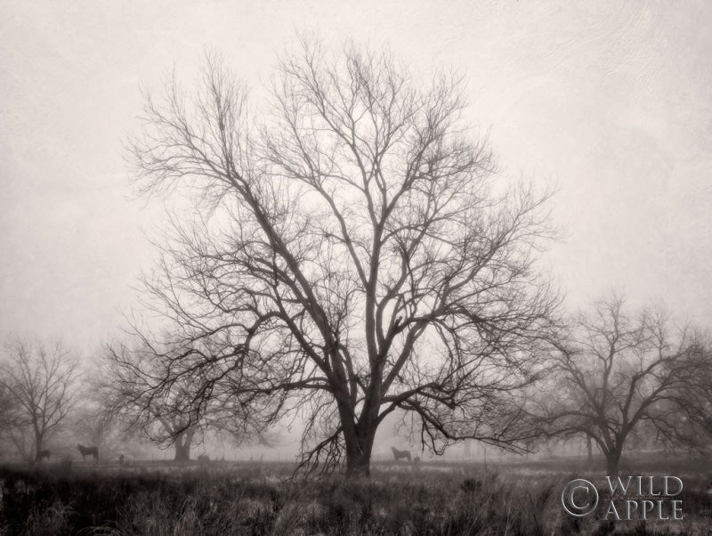 Reproduction of Morning Calm I BW by Debra Van Swearingen - Wall Decor Art