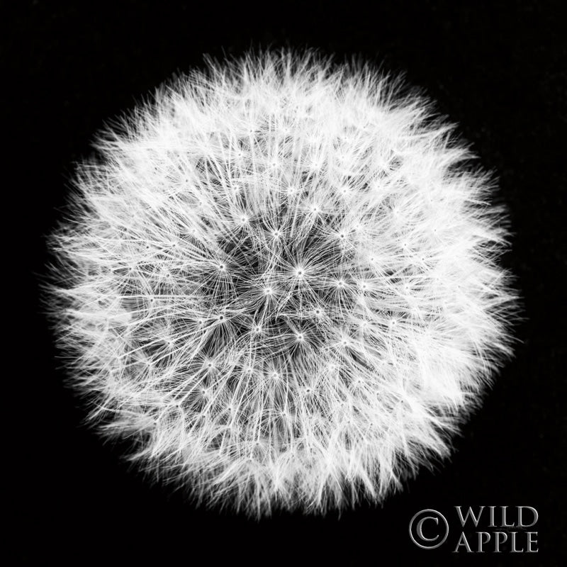 Reproduction of Dandelion on Black I by Aledanda - Wall Decor Art